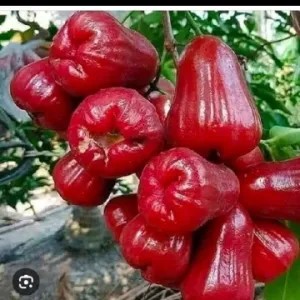 jambu air manis Setok sesikit 1kg