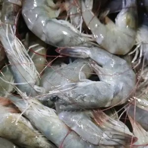Udang besar 1kg