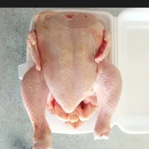 ayam broiler  hidup,,,potong 14