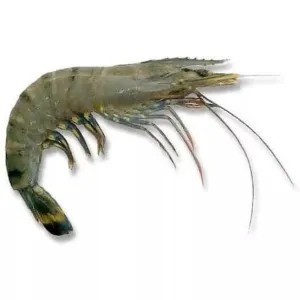 Udang Windu / Udang Pancet / Udang Item / Udang Tiger 500g