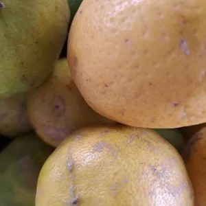 Jeruk Lemon 1kg