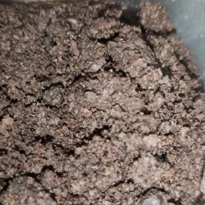 oreo bubuk