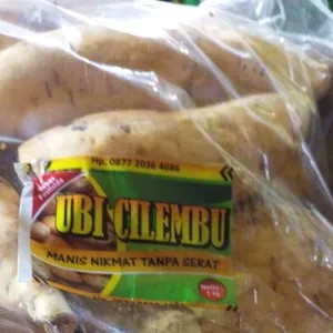 ubi cilembu 1000g