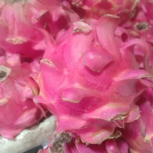 buah naga 1kg