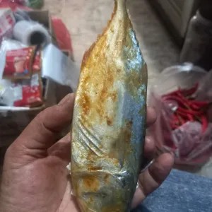 ikan peda jumbo