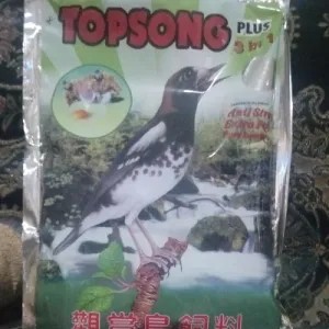 Topsong Coklat