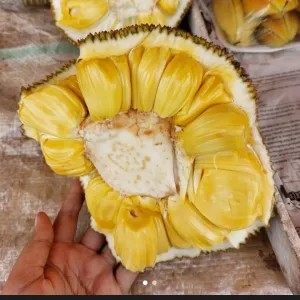 buah nangka utuh belum kupas 500g