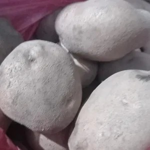 kentang besar super 1kg