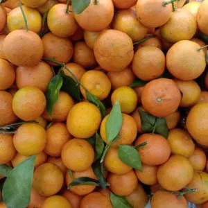 jeruk Santang Birma 1kg