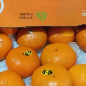 Jeruk Wokam Mandarin (Merk )