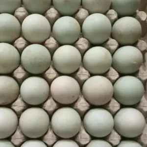 Telur bebek mentah 1 tray