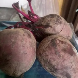 buah bit 1kg