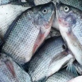 Ikan mujair 1kg
