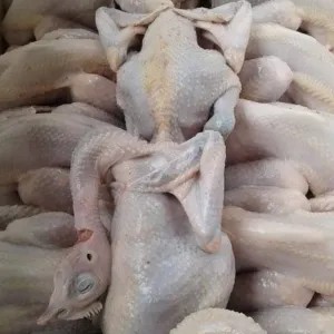 AYAM KALASAN/PEJANTAN PER EKOR 1per pack