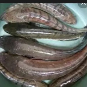 ikan gabus hidup
