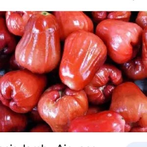 jambu air merah / hijau 1kg