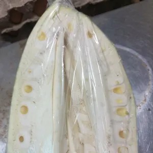 nangka muda / gori
