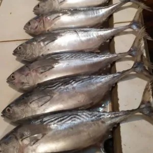 IKAN TONGKOL batik 1kg