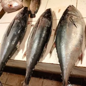ikan tongkol basah 500g