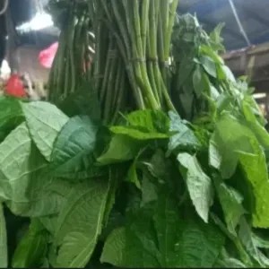 Daun Pohpohan Lalap / Lalab