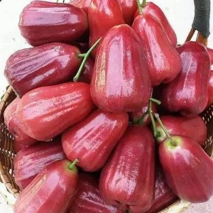 jambu Air Citra Merah 1kg