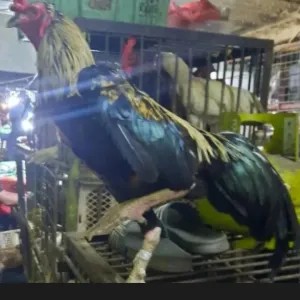 ayam kampung buat Ingkung