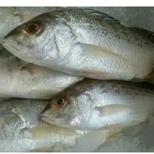 ikan kakap putih 1kg