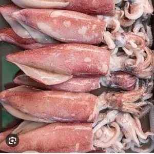 cumi-cumi besar 1 kg super fresh