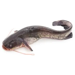 Ikan lele 1kg