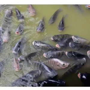 ikan mujair 1 kg