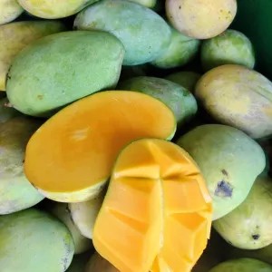 mangga gadung 1 kg