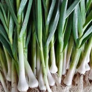 DAUN BAWANG SON/ batang
