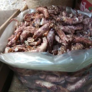 ikan asin sotong telur