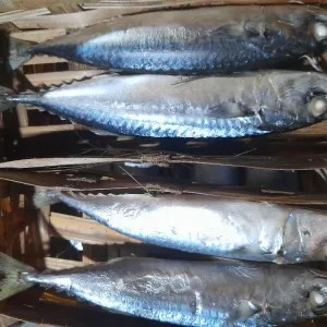 ikan cuek layang 1per pack