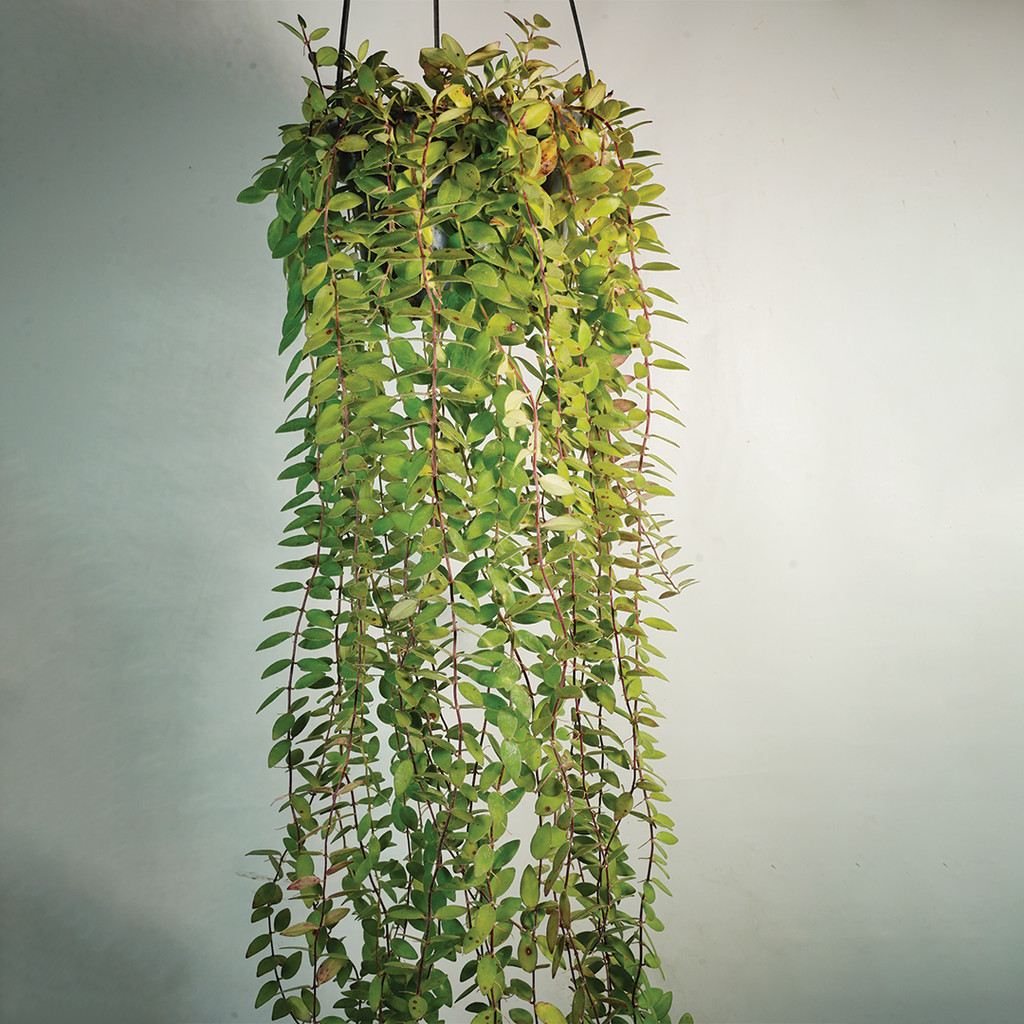 Shirushi Lee Kwan Yeew | Vernonia Elliptica