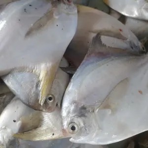 Ikan bawal putih 1kg