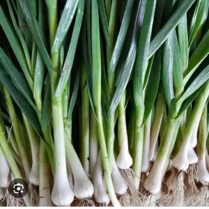 daun bawang son 100g