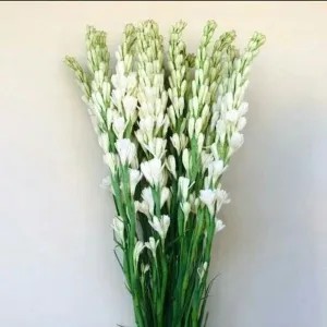 Bunga Sedap malam 1plastik (isi 2tangkai)