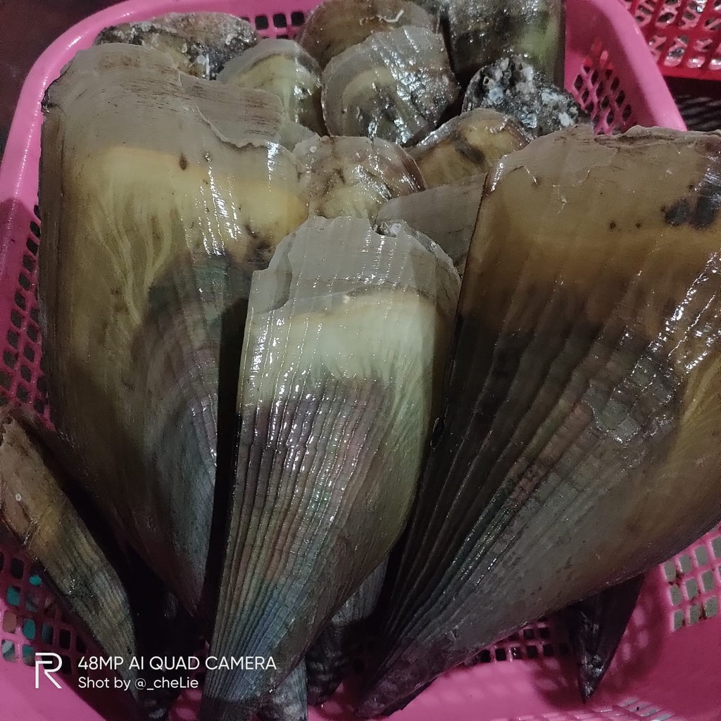 

Kerang Kampak