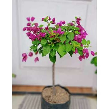 bougenville anggur ungu