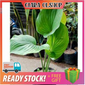 Tanaman hias hosta tapak kuda