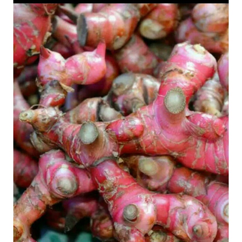 

jahe merah segar 250gr