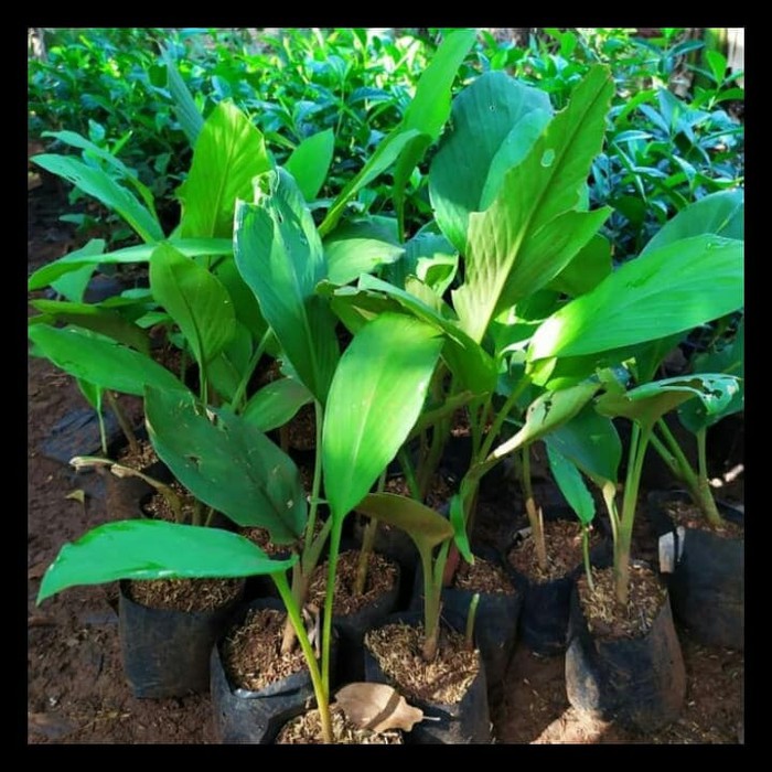 Promo Grosir Tanaman Herbal Temu Kunci Tanaman Obat