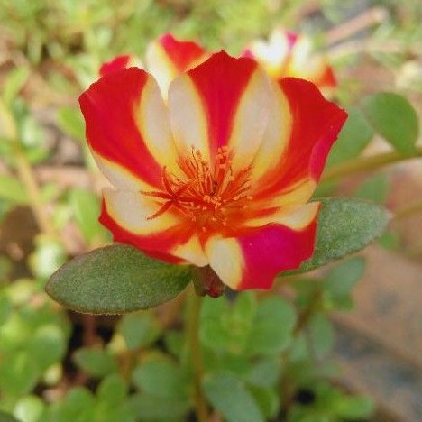 stek krokot duna red siam bombay