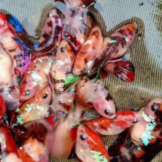 HOT SALE KODE-234 Ikan cupang Koi giant betina full telor