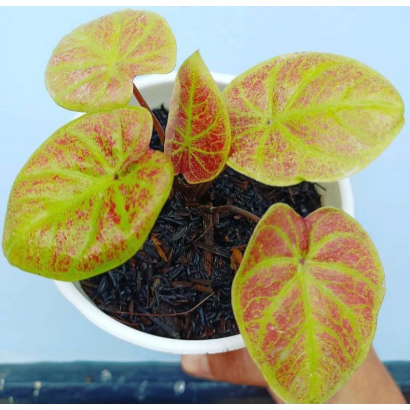 tanaman hias/caladium/keladi/caladium new wave/new wave/keladi murah