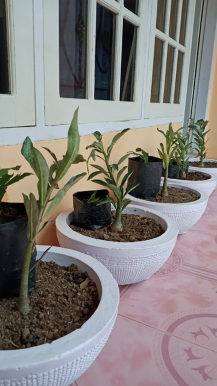 ((newww!!)) Paket 7 Bibit Bunga Tumpuk Adenium - Bibit Kamboja Jepang