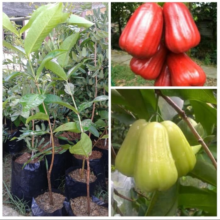 2 Bibit Jambu Air Madu Deli Hijau Dan Citra Jumbo