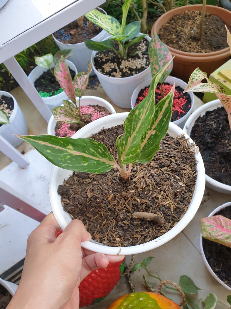 Aglaonema Butterfly - Bibit Aglaonema - Aglaonema - Aglonema Butterfly - Agonema - Bibit Aglonema