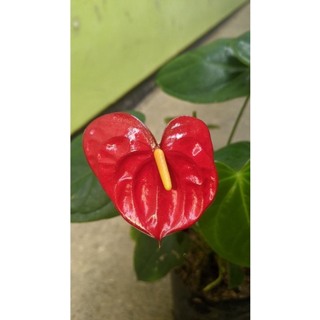 Anthurium Merah Mini - tanaman bunga anthurium MURAH